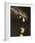Close-Up Catepillar, Eating Flower-Gordon Semmens-Framed Photographic Print