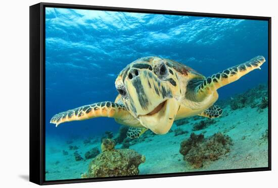 Close up Crop of Hawksbill Sea Turtle's Face Smiling for Camera-Rich Carey-Framed Stretched Canvas