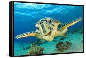 Close up Crop of Hawksbill Sea Turtle's Face Smiling for Camera-Rich Carey-Framed Stretched Canvas