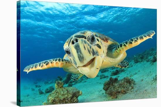 Close up Crop of Hawksbill Sea Turtle's Face Smiling for Camera-Rich Carey-Stretched Canvas