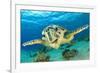 Close up Crop of Hawksbill Sea Turtle's Face Smiling for Camera-Rich Carey-Framed Photographic Print