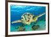 Close up Crop of Hawksbill Sea Turtle's Face Smiling for Camera-Rich Carey-Framed Photographic Print