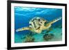 Close up Crop of Hawksbill Sea Turtle's Face Smiling for Camera-Rich Carey-Framed Photographic Print