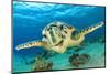 Close up Crop of Hawksbill Sea Turtle's Face Smiling for Camera-Rich Carey-Mounted Photographic Print