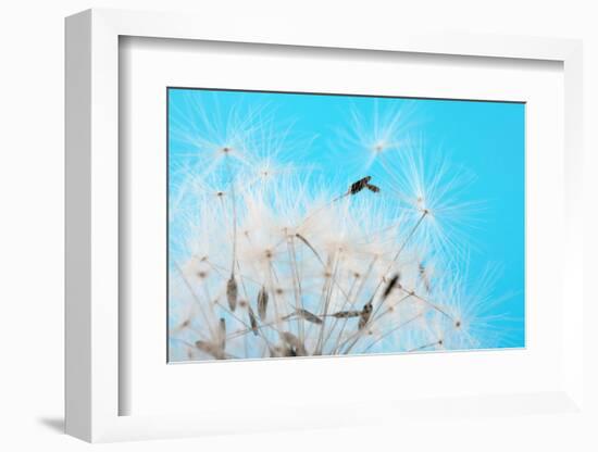 Close-up Dandelion seeds against blue sky, Prague, Czech Republic-null-Framed Photographic Print