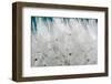 Close-up Dandelion seeds, Prague, Czech Republic-null-Framed Photographic Print