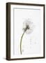 Close-up Dandelion seeds-null-Framed Photographic Print