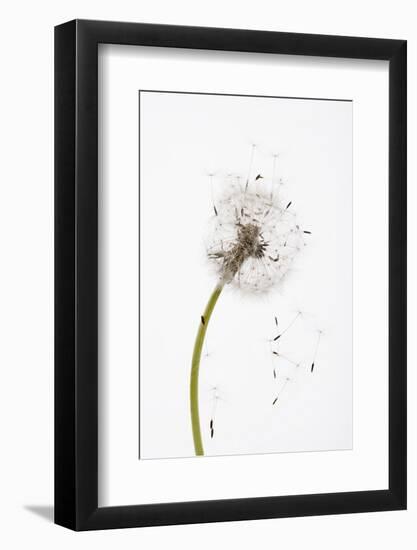 Close-up Dandelion seeds-null-Framed Photographic Print