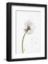 Close-up Dandelion seeds-null-Framed Photographic Print