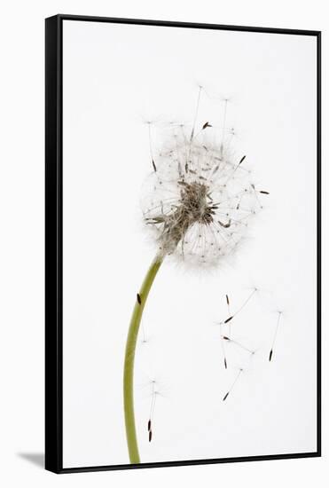 Close-up Dandelion seeds-null-Framed Stretched Canvas