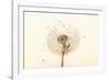 Close-up Dandelion seeds-null-Framed Photographic Print