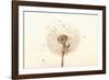 Close-up Dandelion seeds-null-Framed Photographic Print