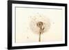 Close-up Dandelion seeds-null-Framed Photographic Print