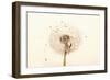 Close-up Dandelion seeds-null-Framed Photographic Print