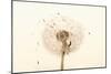 Close-up Dandelion seeds-null-Mounted Photographic Print