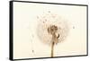 Close-up Dandelion seeds-null-Framed Stretched Canvas