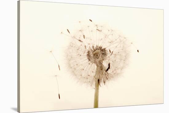 Close-up Dandelion seeds-null-Stretched Canvas