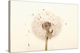 Close-up Dandelion seeds-null-Stretched Canvas