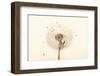 Close-up Dandelion seeds-null-Framed Photographic Print