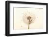 Close-up Dandelion seeds-null-Framed Photographic Print