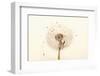 Close-up Dandelion seeds-null-Framed Photographic Print