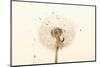 Close-up Dandelion seeds-null-Mounted Photographic Print