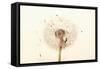 Close-up Dandelion seeds-null-Framed Stretched Canvas