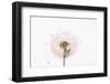 Close-up Dandelion seeds-null-Framed Photographic Print