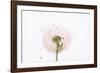 Close-up Dandelion seeds-null-Framed Photographic Print