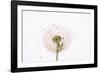 Close-up Dandelion seeds-null-Framed Photographic Print