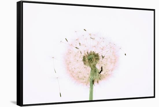 Close-up Dandelion seeds-null-Framed Stretched Canvas