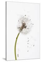 Close-up Dandelion seeds-null-Stretched Canvas