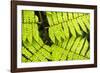 Close up detail of a fern in the rainforest in Arenal Volcano National Park, Costa Rica-Matthew Williams-Ellis-Framed Photographic Print