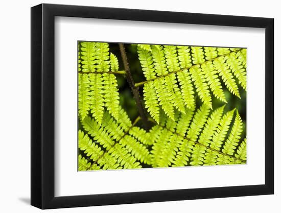 Close up detail of a fern in the rainforest in Arenal Volcano National Park, Costa Rica-Matthew Williams-Ellis-Framed Photographic Print