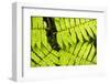 Close up detail of a fern in the rainforest in Arenal Volcano National Park, Costa Rica-Matthew Williams-Ellis-Framed Photographic Print