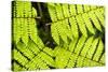 Close up detail of a fern in the rainforest in Arenal Volcano National Park, Costa Rica-Matthew Williams-Ellis-Stretched Canvas