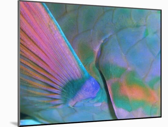 Close up Detail of a Parrotfish Fin, Scarus Sp, Thailand-Louise Murray-Mounted Photographic Print