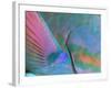 Close up Detail of a Parrotfish Fin, Scarus Sp, Thailand-Louise Murray-Framed Photographic Print