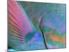 Close up Detail of a Parrotfish Fin, Scarus Sp, Thailand-Louise Murray-Mounted Photographic Print