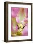 Close-up detail of large pink tulip, Keukenhof Gardens, Lisse, Netherlands-Adam Jones-Framed Photographic Print