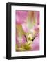 Close-up detail of large pink tulip, Keukenhof Gardens, Lisse, Netherlands-Adam Jones-Framed Photographic Print