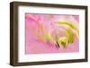 Close-up detail of large pink tulip, Keukenhof Gardens, Lisse, Netherlands-Adam Jones-Framed Photographic Print