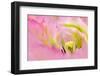 Close-up detail of large pink tulip, Keukenhof Gardens, Lisse, Netherlands-Adam Jones-Framed Photographic Print