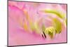 Close-up detail of large pink tulip, Keukenhof Gardens, Lisse, Netherlands-Adam Jones-Mounted Photographic Print