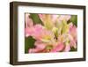 Close-up detail of large pink tulip, Keukenhof Gardens, Lisse, Netherlands-Adam Jones-Framed Photographic Print