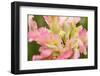 Close-up detail of large pink tulip, Keukenhof Gardens, Lisse, Netherlands-Adam Jones-Framed Photographic Print