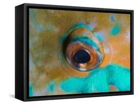 Close-up Detail of Parrotfish Eye, Solomon Islands-Stocktrek Images-Framed Stretched Canvas