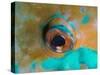 Close-up Detail of Parrotfish Eye, Solomon Islands-Stocktrek Images-Stretched Canvas