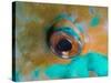 Close-up Detail of Parrotfish Eye, Solomon Islands-Stocktrek Images-Stretched Canvas