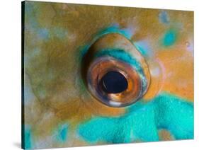 Close-up Detail of Parrotfish Eye, Solomon Islands-Stocktrek Images-Stretched Canvas
